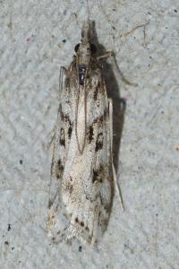 <i>Eudonia angustea</i>