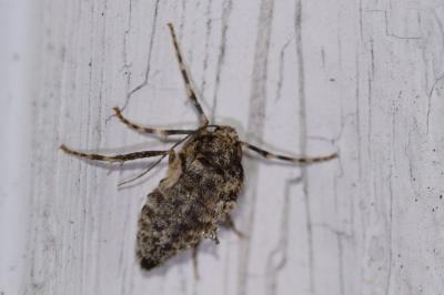 <i>Operophtera brumata</i>