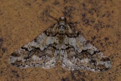 <i>Agriopis leucophaearia</i>