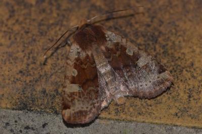 <i>Conistra erythrocephala</i>
