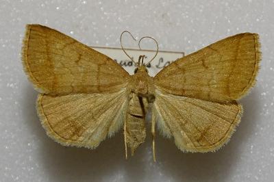 <i>Zanclognatha lunalis</i>