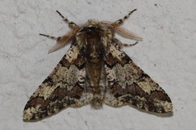 <i>Biston strataria</i>