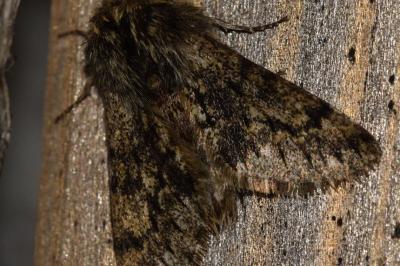 <i>Apocheima hispidaria</i>