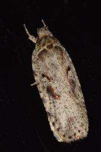 <i>Agonopterix ocellana</i>
