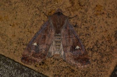 <i>Eupsilia transversa</i>