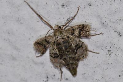 <i>Phigaliohybernia marginaria</i>