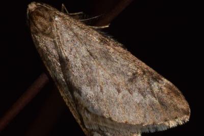 <i>Alsophila aescularia</i>