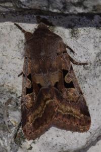 <i>Orthosia gothica</i>