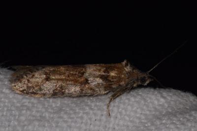 <i>Tortricodes alternella</i>