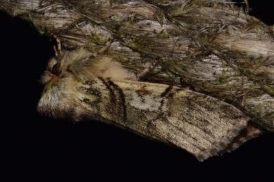 <i>Achlya flavicornis</i>