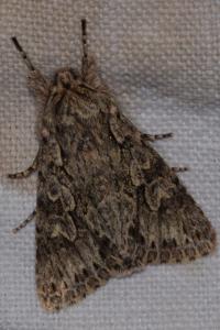 <i>Xylocampa areola</i>