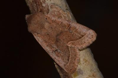 <i>Orthosia cerasi</i>