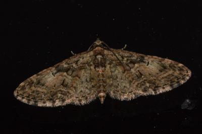 <i>Eupithecia dodoneata</i>