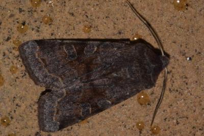 <i>Orthosia incerta</i>