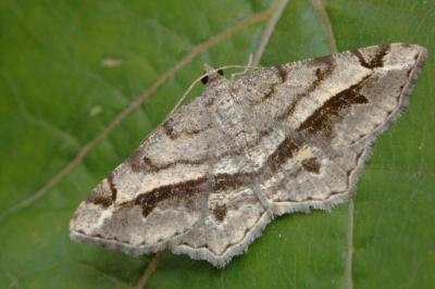 <i>Chiasmia aestimaria</i>
