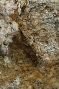 <i>Eudonia angustea</i>