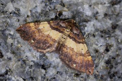 <i>Earophila badiata</i>
