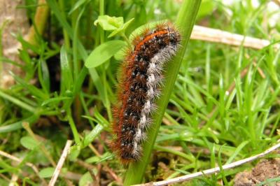 <i>Spiris striata</i>
