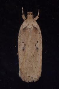 <i>Agonopterix yeatiana</i>