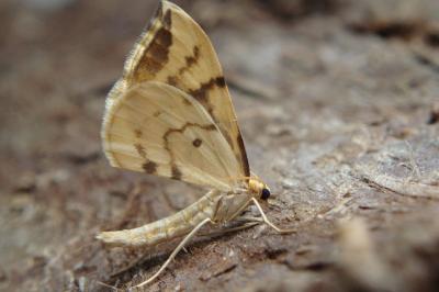 <i>Gandaritis pyraliata</i>