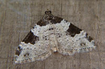 <i>Xanthorhoe fluctuata</i>