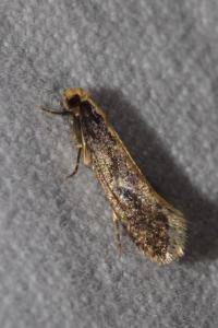 <i>Monopis crocicapitella</i>