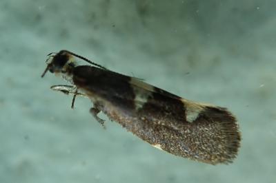 <i>Incurvaria masculella</i>