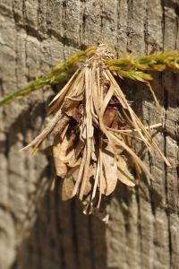 <i>Canephora hirsuta</i>