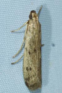 <i>Phycitodes</i>
