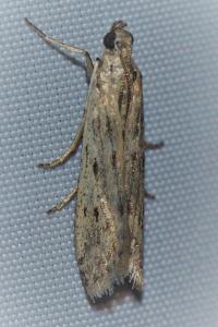 <i>Phycitodes</i>
