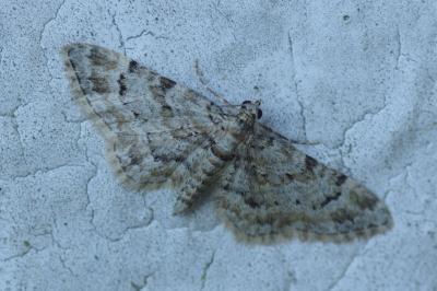 <i>Gymnoscelis rufifasciata</i>