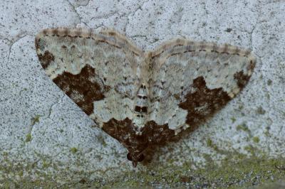 <i>Xanthorhoe fluctuata</i>