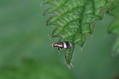 <i>Stigmella aurella</i>