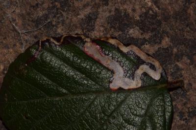 <i>Stigmella aurella</i>
