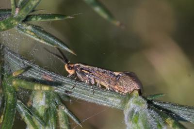 <i>Esperia sulphurella</i>
