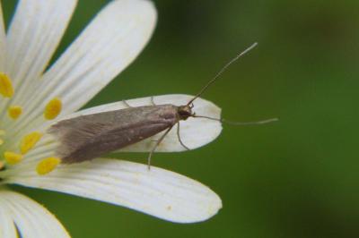 <i>Coleophora lutarea</i>