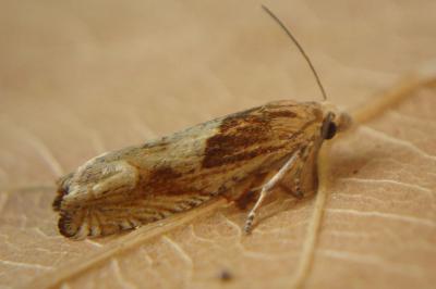 <i>Eucosma</i>