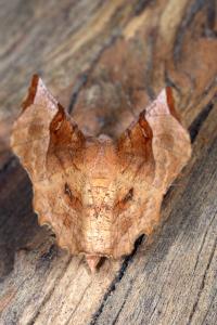 <i>Selenia lunularia</i>