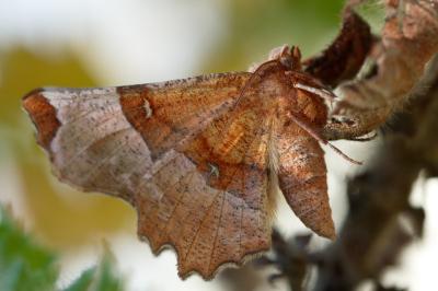 <i>Selenia lunularia</i>
