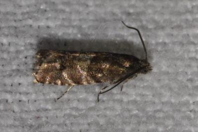 <i>Pammene splendidulana</i>
