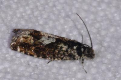 <i>Pammene argyrana</i>