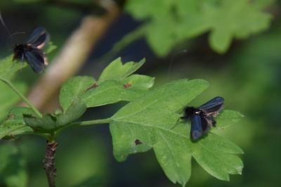 <i>Adela reaumurella</i>