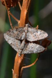 <i>Eupithecia dodoneata</i>