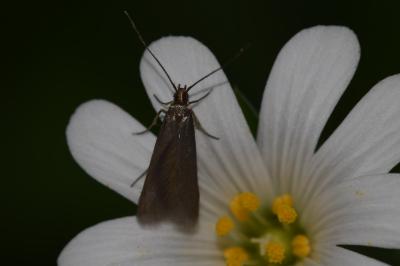 <i>Coleophora lutarea</i>