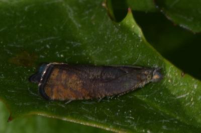 <i>Dichrorampha</i>