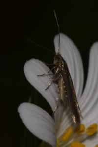 <i>Coleophora lutarea</i>