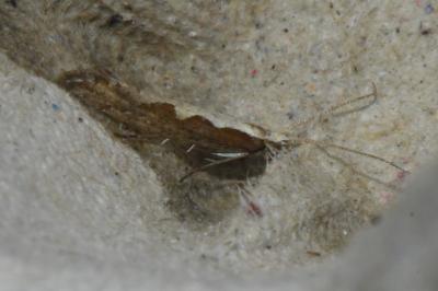 <i>Plutella xylostella</i>