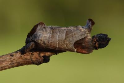 <i>Clostera curtula</i>