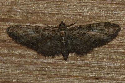 <i>Eupithecia abbreviata</i>