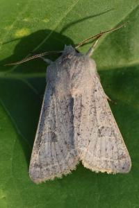 <i>Orthosia gracilis</i>
